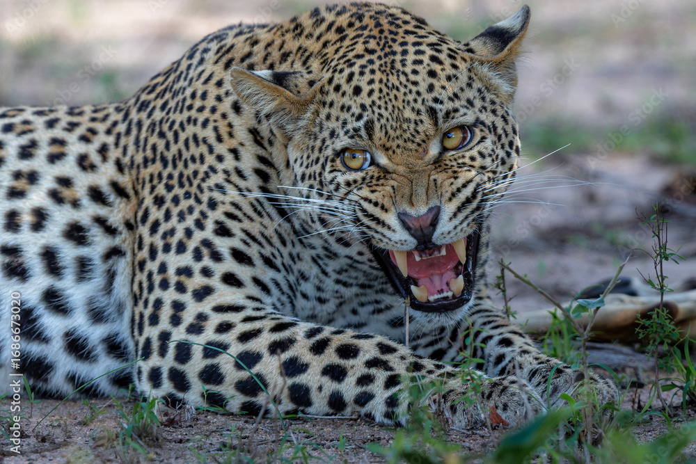 Naklejka premium Leopard male hanging around in Sabi Sands Game Reserve in the Greater Kruger Region in South Africa