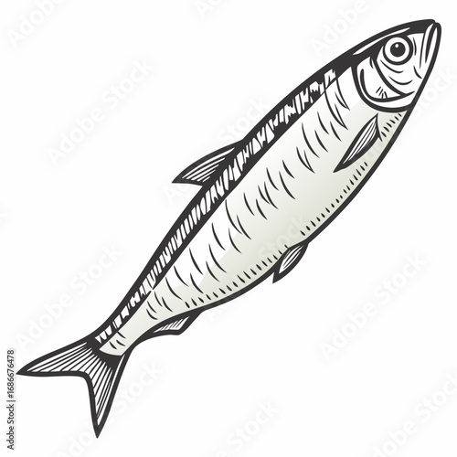 A detailed illustration of a silvery fish, likely a sardine or herring, depicted from the side against a white background