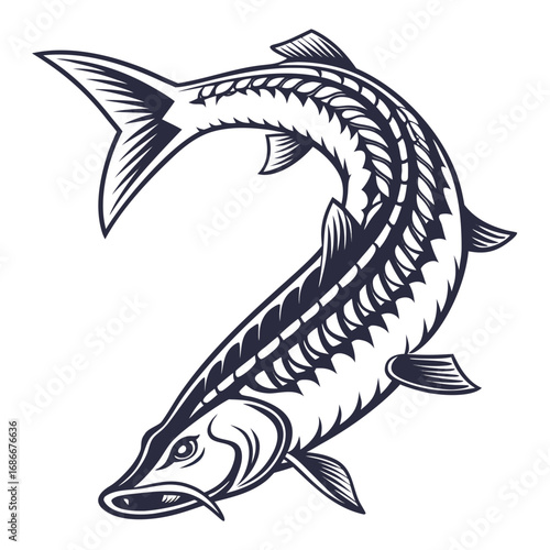 A primitive sturgeon fish depicted whole in a detailed monochrome engraving style, isolated on a solid white background