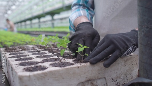 Canvastavla Hardworking man planting seedlings in pots, plant breeding, agriculture