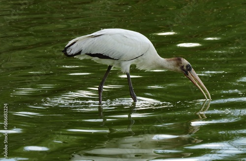 a  vagrant, tropical juvenile wood stork  looking for fish in alexx and michael's pond in broomfield, colorado 