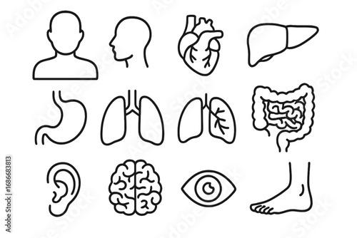 Human anatomy line icon set. Medical symbols of internal organs and body parts. Outline vector illustration of brain, heart, lungs, liver, stomach, intestine, eye, ear, foot.
