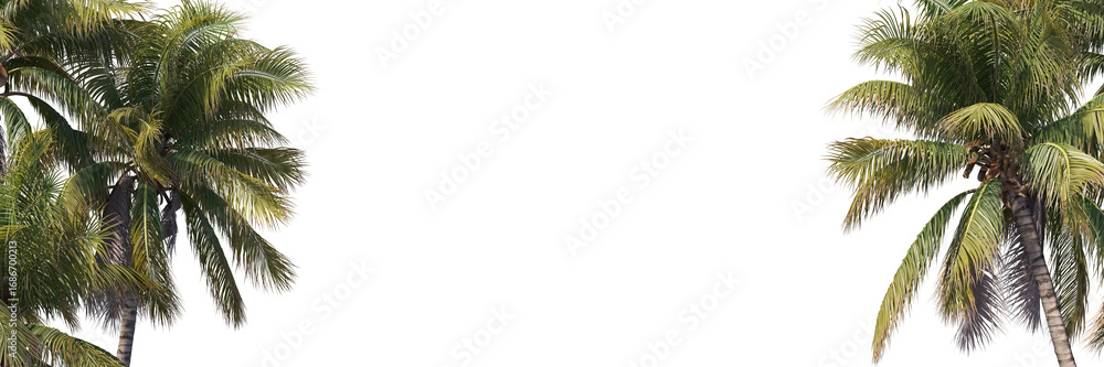 Fototapeta premium Foreground realistic coconut trees collection on transparent backgrounds. high quality 3d rendering. png format 