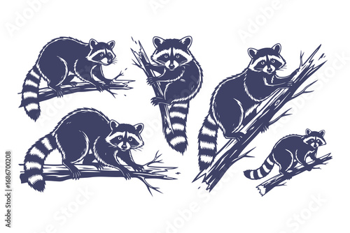Hand-drawn raccoon illustration set. Vintage sketch collection of a woodland animal climbing on a tree branch.