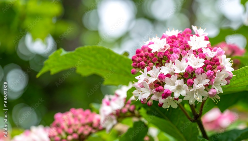 Fototapeta premium Vibrant pink and white flower cluster