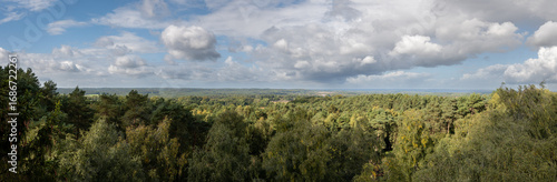 Bright panorama of forest and cloudy sky