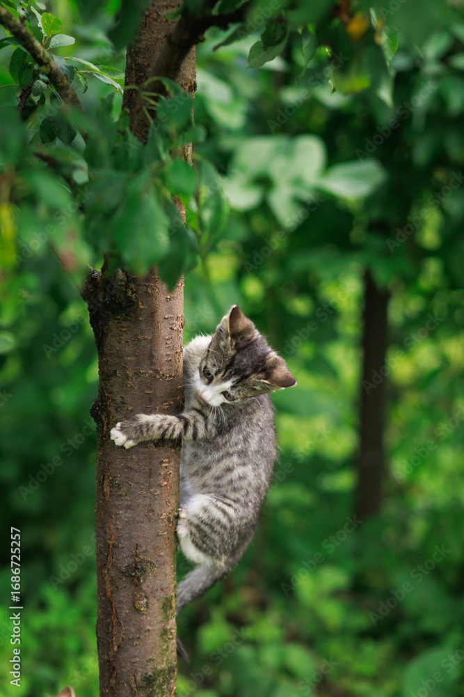 Obraz premium A kitten climbs down a tree trunk