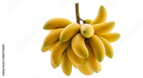 Vibrant bunch of small yellow bananas isolated on a solid black background
