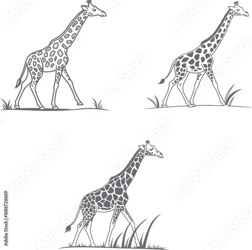 Set of Giraffe Vector Collection Detailed Line Art Illustrations of a Tall African Animal

