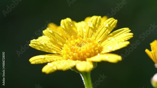 Golden yellow flower with water drops in sunlight with nature background.