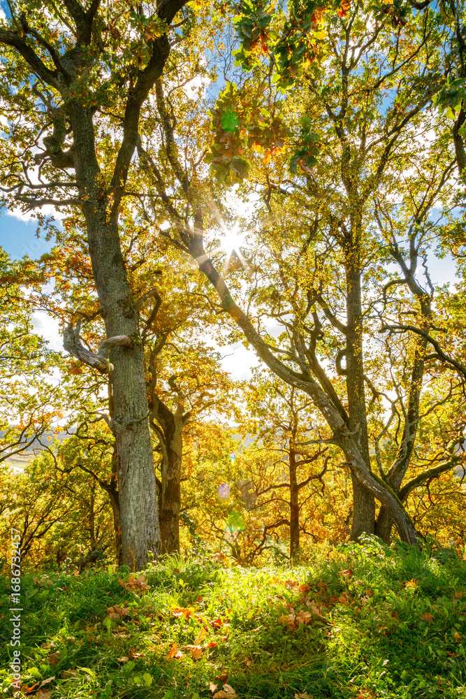 Fototapeta premium Sun shines brightly through the golden autumn leaves of ancient oak trees, casting a warm glow