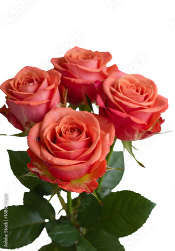 Isolated Roses Bouquet In Orange Red Colors On Transparent Background Photo