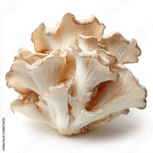 oyster mushrooms on white background