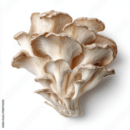 oyster mushrooms on white background