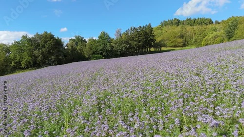Wallpaper Mural Field of Phacelia tanacetifolia flowers in summer, blue or purple tansy leaf lacy phacelia, fiddleneck, meadow with wildflower blooming Torontodigital.ca