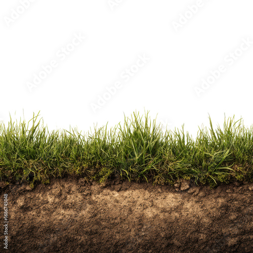 Lush green grass growing from rich brown soil earth dirt, Isolated On Png Transparent Background