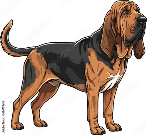 Bloodhound dog standing side profile view vector illustration