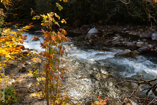 mountain stream in the forest