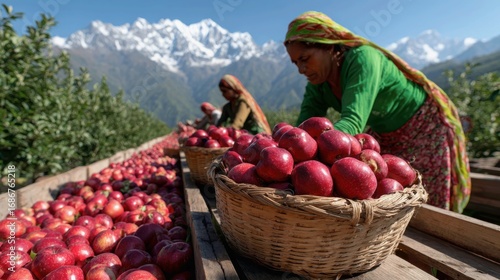 A vast, modern apple orchard in the foothills of the Himalayas in Himachal Pradesh, India