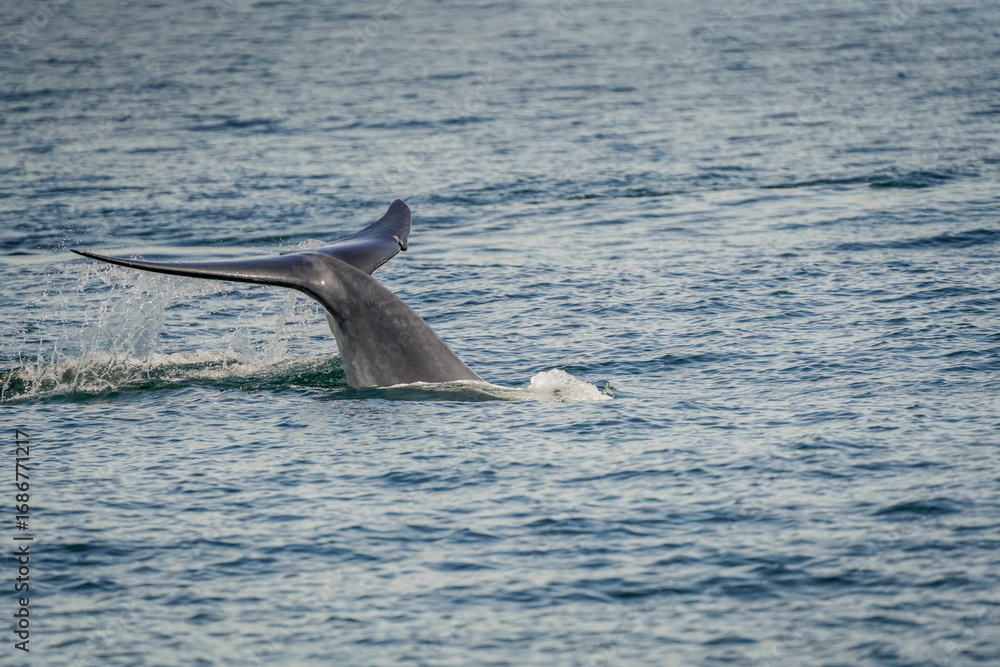 Fototapeta premium the whale in the sea with dramatic tone