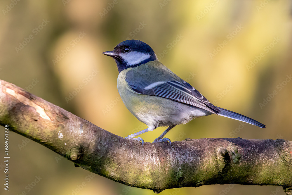 Obraz premium Great Tit Perching on Branch