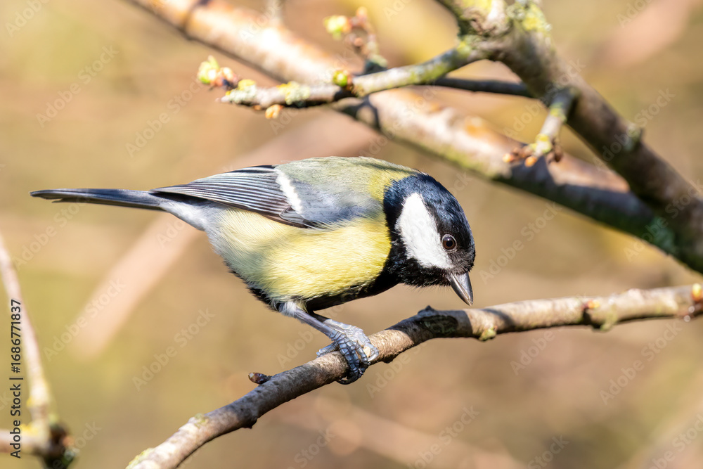 Fototapeta premium Great Tit Perching on Branch