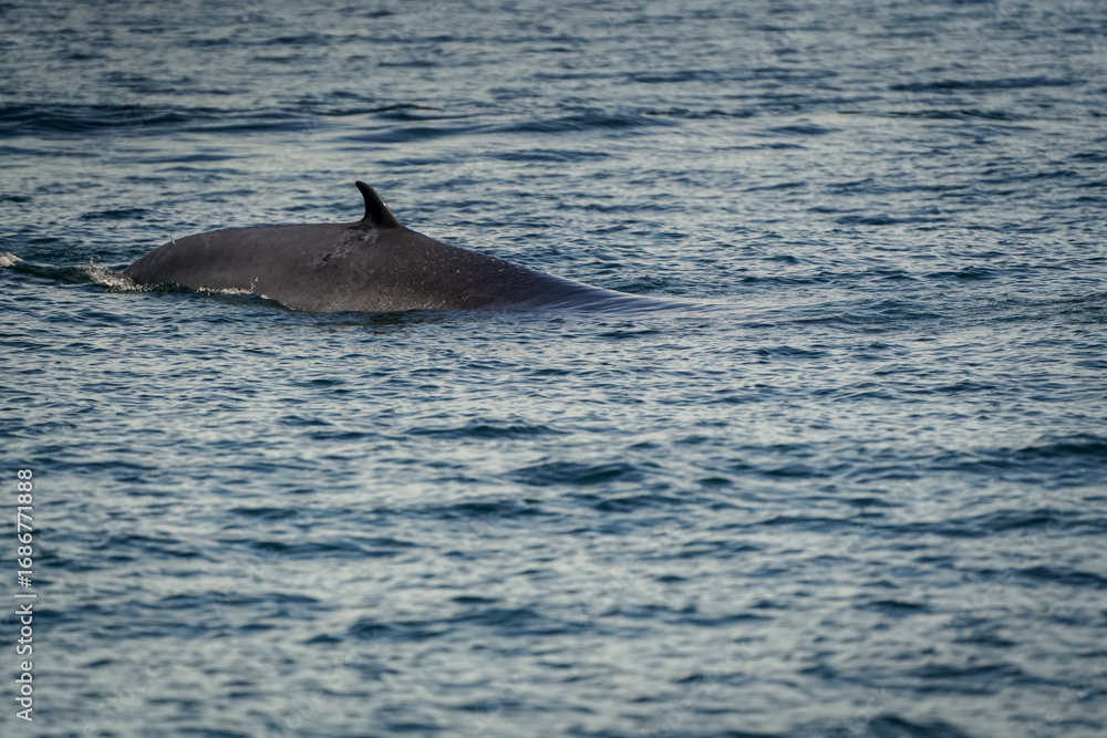 Fototapeta premium the whale in the sea with dramatic tone