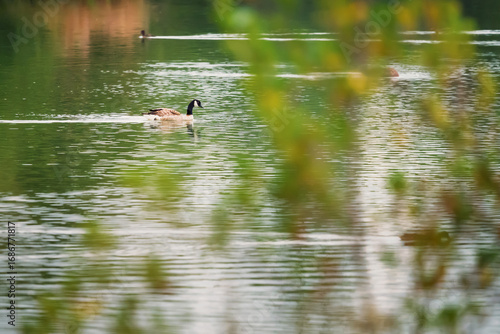 Canada Goose in Branton Lakes Nature Reserve, which was constructed from a former mineral quarry, located at Branton in the Breamish Valley, Northumberland