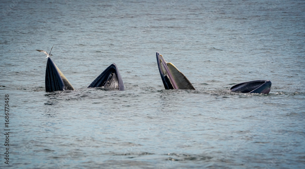 Fototapeta premium the bryde's whale in the nature with dramatic tone