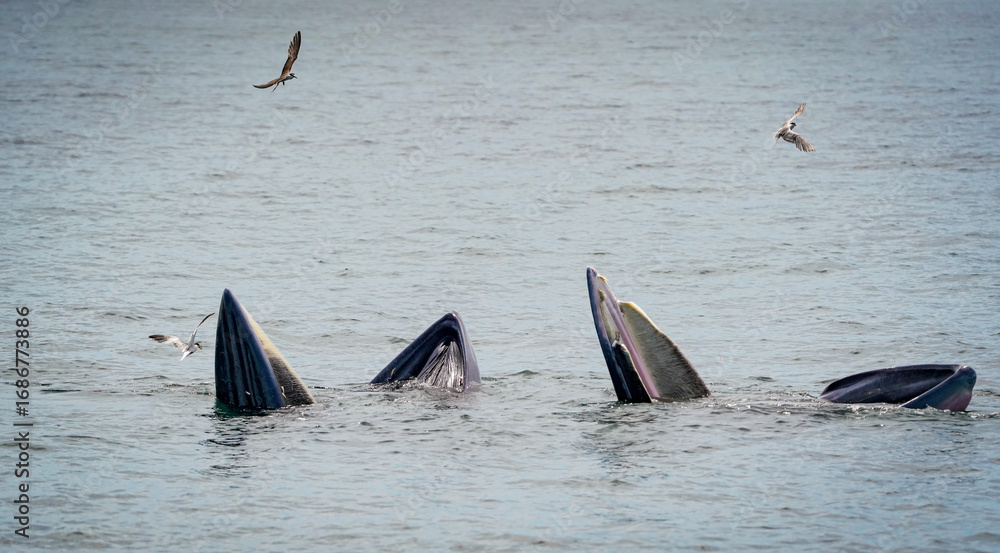 Naklejka premium the bryde's whale in the nature with dramatic tone