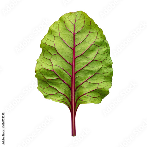 Vibrant green beet leaf with red veins on black background