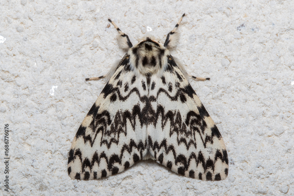 Obraz premium Male Black Arches Moth
