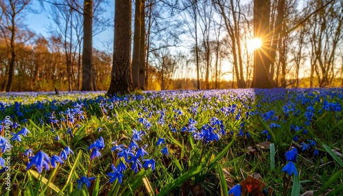 Spring sunlight filtering through a forest of vibrant blue flowers
