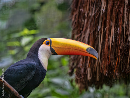 Brazil, a beautifully colored Toco Toucan, Ramphastos toco, sits high on a branch