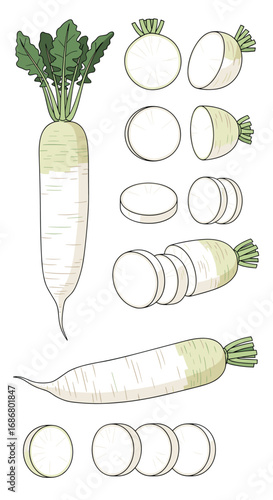 Daikon radish vegetable root plant food ingredient fresh white organic healthy