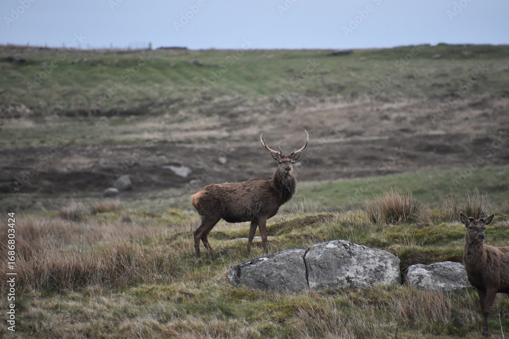 Fototapeta premium Pair of Red Deer in the Outer Hebrides