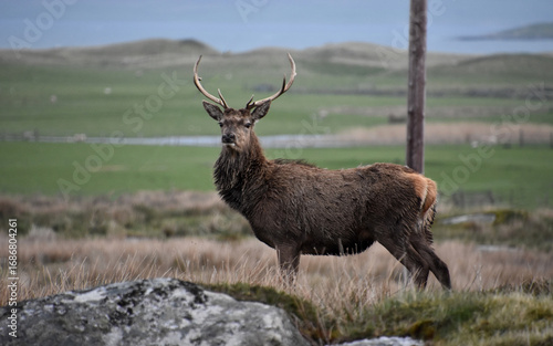 Red Deer with a Full Rack of Antlers