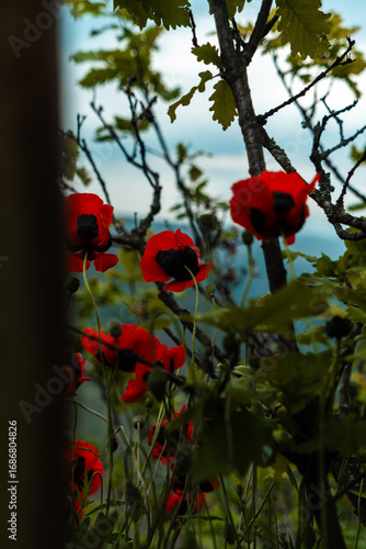 poppies in the field