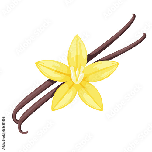 Aromatic Vanilla Flower with Two Dried Vanilla Pods for Cooking and Flavoring