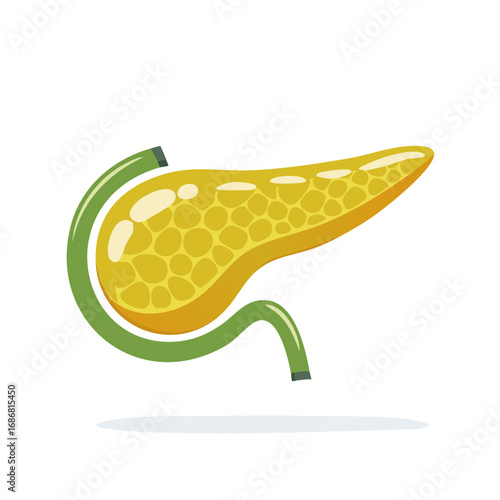 Stylized Yellow Pancreas Organ with Green Ducts Anatomy Illustration
