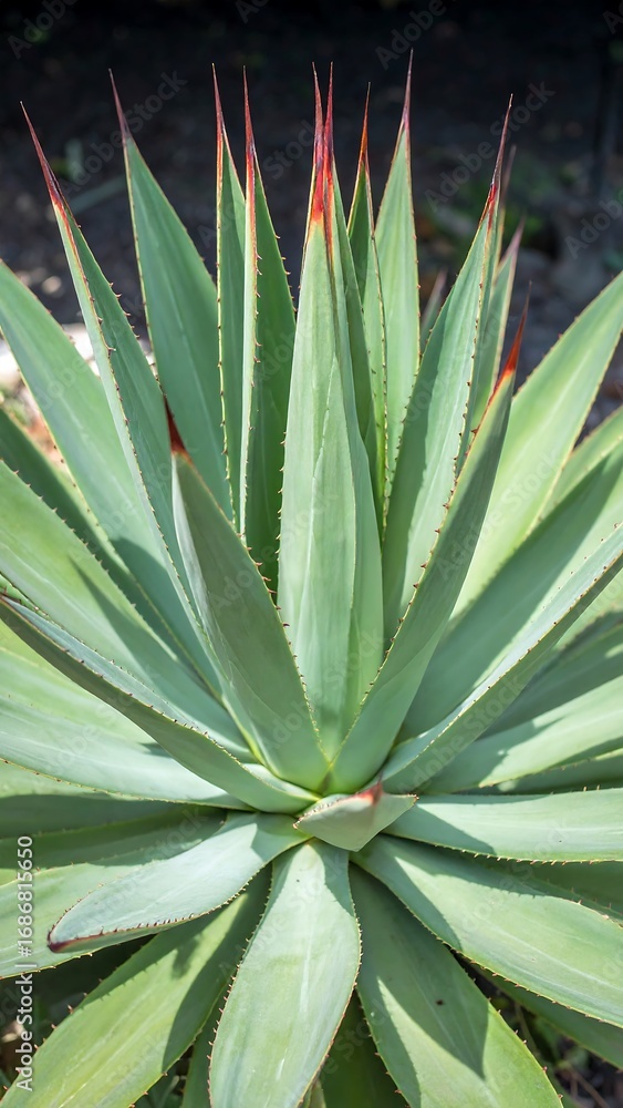 Fototapeta premium Close-up agave plant
