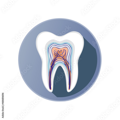 Anatomy of a Tooth Cross Section Dental Illustration in Round Circle