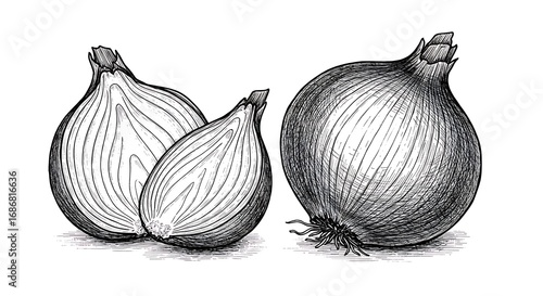Detailed drawing of onion