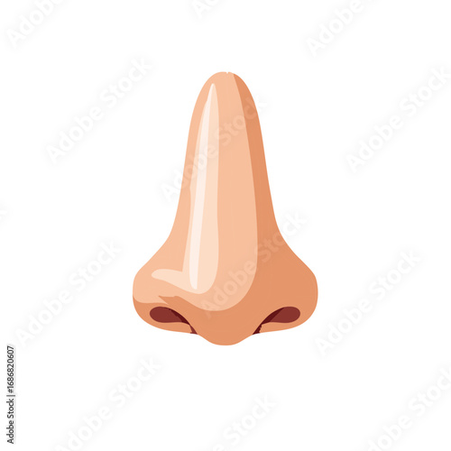 Detailed front view illustration of a human nose organ with distinct nostrils and bridge