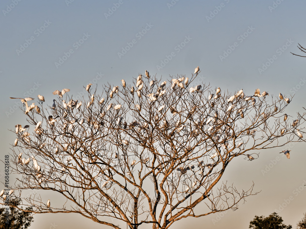 Fototapeta premium Brazil, large colony of Great White Egret, Egretta alba, perched in trees along a swamp