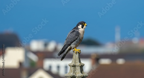 Peregrine falcon on monument