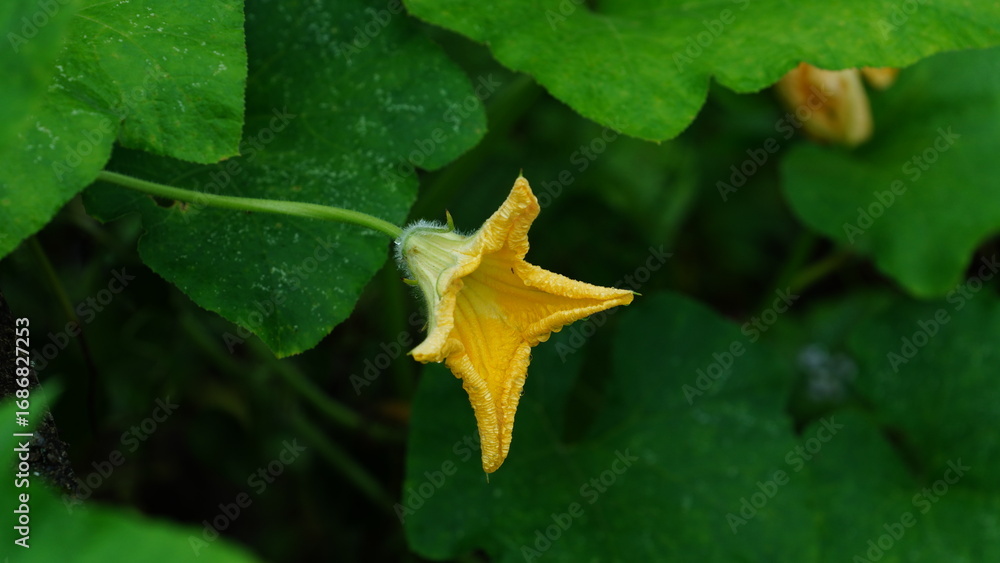 image to crop