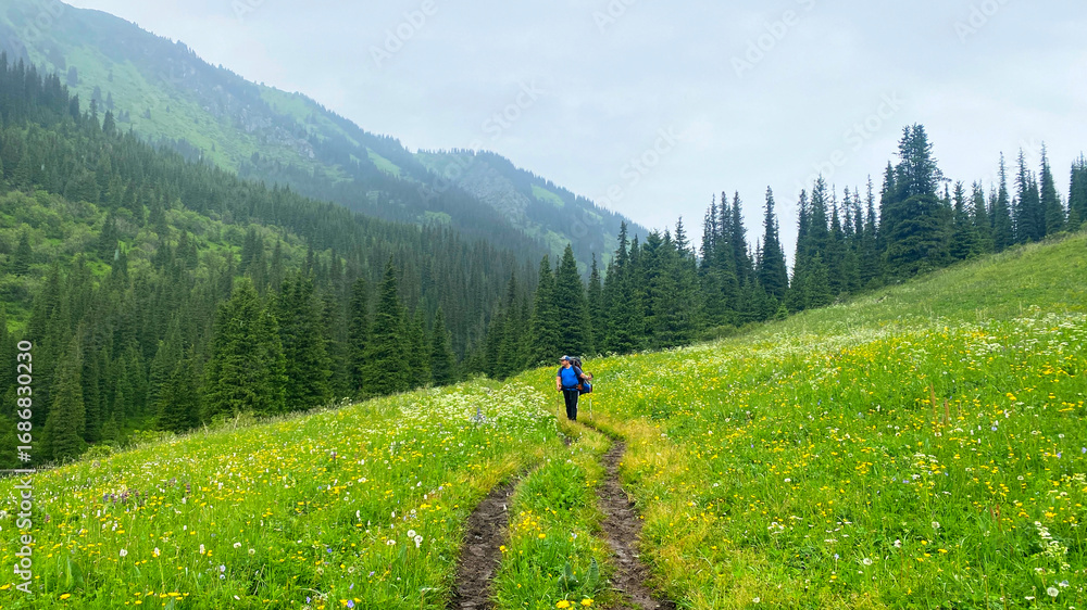 Fototapeta premium A lone tourist walks along a path in a green field past green forests to the Middle Kolsai Lake. A guy with a backpack walks through a field