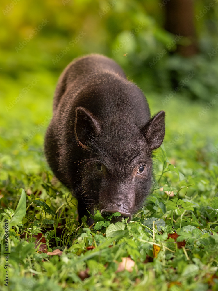 Fototapeta premium A black pig stands and looks among the grass.
