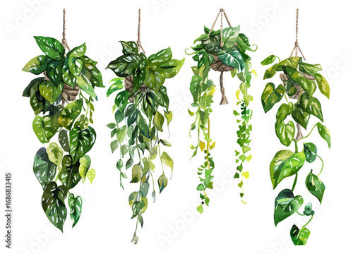 Four Kinds of Lush Green Houseplants Hanging in Natural Macrame Holders